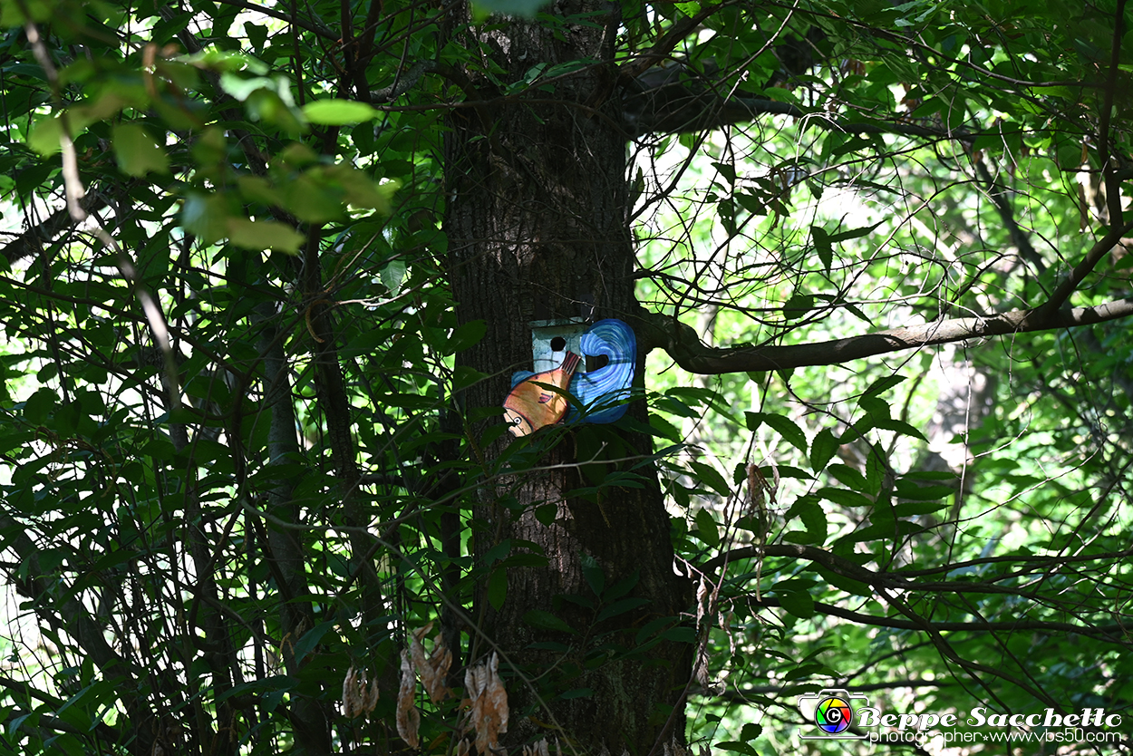 VBS_4680 - Il bosco fatato - Montaldo Roero.jpg